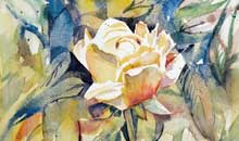 Rose watercolour, 23 x 23cm