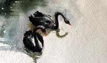 Black Swans, 28x28, Khadi Paper