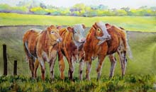 Curious Cattle watercolour, 30 x 42cm