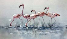 Flamingos, 23x32